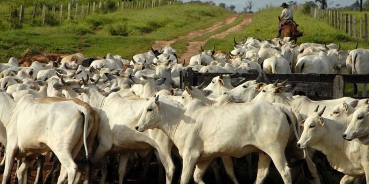 El Chaco empieza perder atractivos para inversionistas extranjeros en ganadería