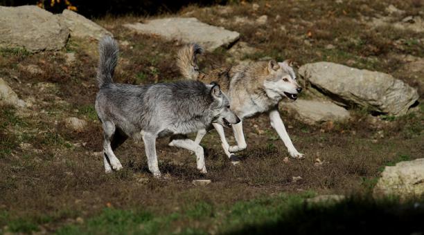 El Gobierno francés autoriza matar hasta 40 lobos ante el aumento de la especie El Gobierno francés autoriza matar hasta 40 lobos ante el aumento de la especie