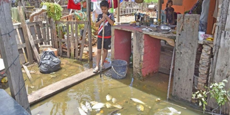 SEAM califica de «efecto natural» la mortandad de peces por falta de oxígeno