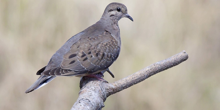 Habilitan cacería de palomas Habilitan cacería de palomas