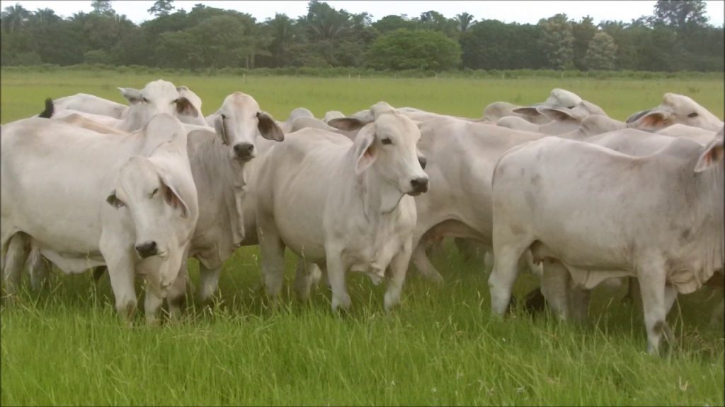 Seminario Brahman Beef: contará con disertantes expertos del extranjero