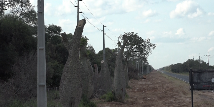 Podan árboles para colocar nueva línea de energía eléctrica