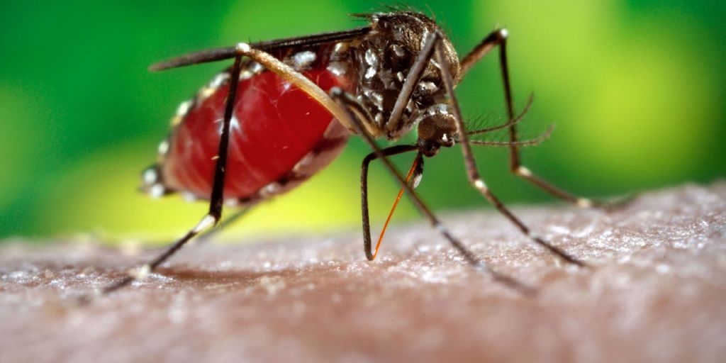 MSP declara alerta preventiva por brote de Chikungunya en PJC