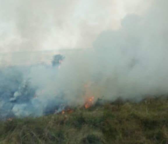 Incendio en humedales fue controlado por guardaparques y Bomberos Voluntarios