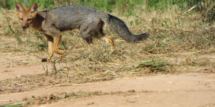 Meteorología pronostica día soleado con una tarde cálida en todo el país