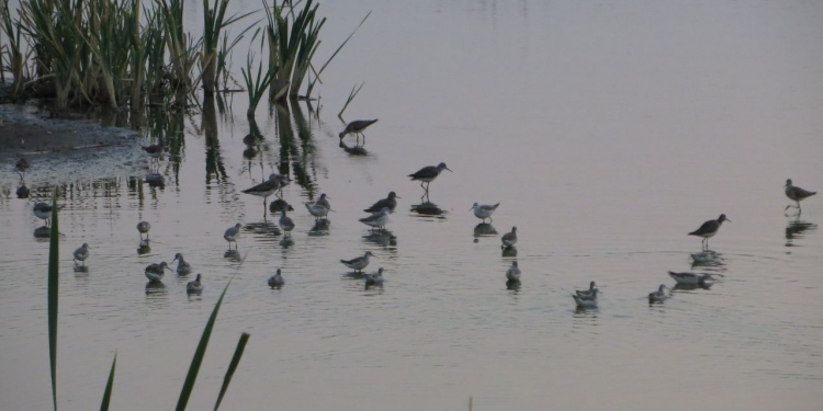 Anuncian jornada cálida con lluvias al norte del Chaco