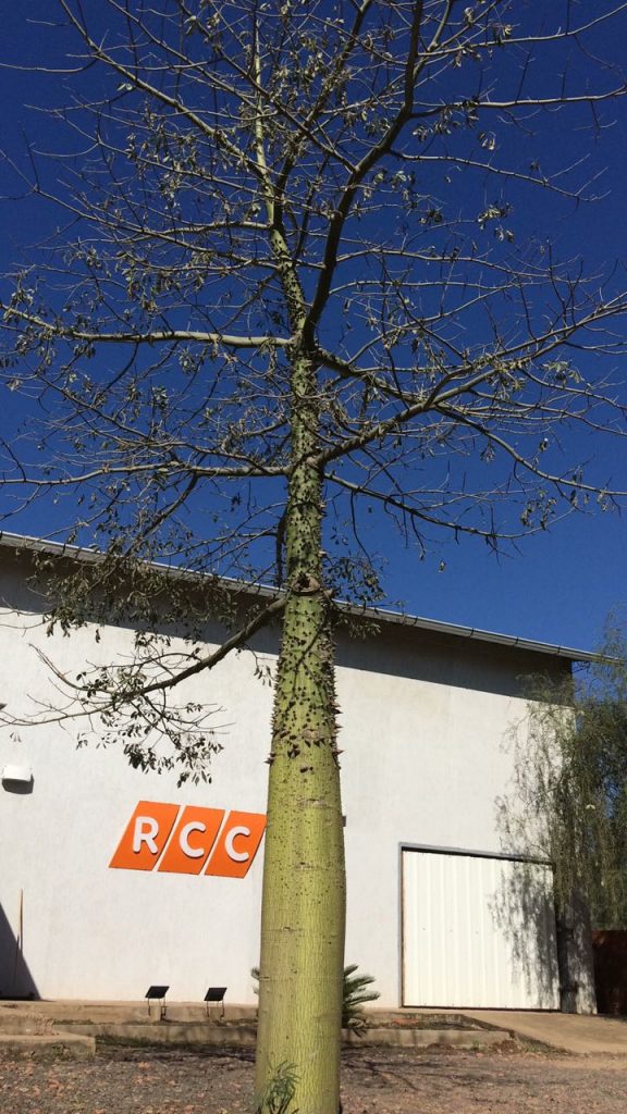 Día Nacional del Árbol