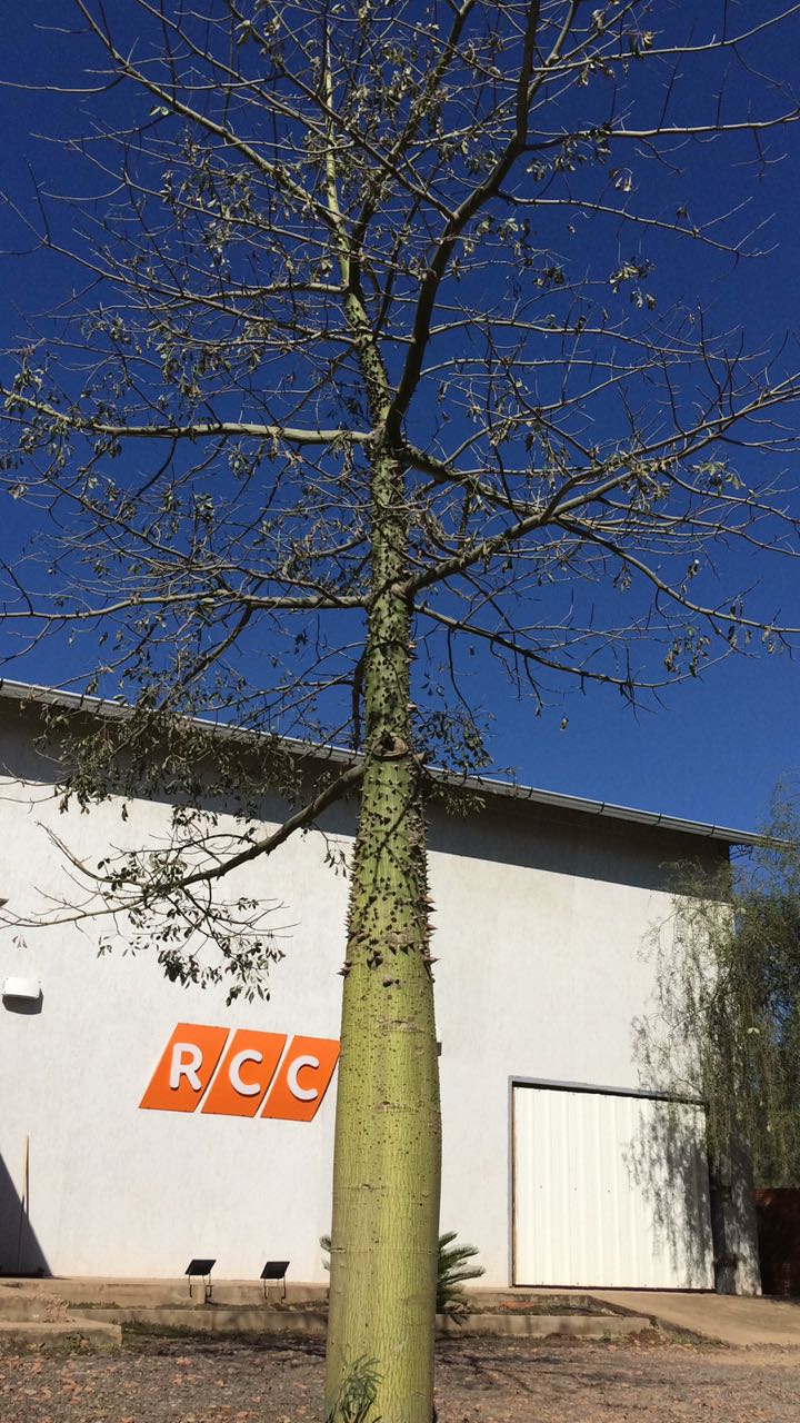 Día Nacional del Árbol