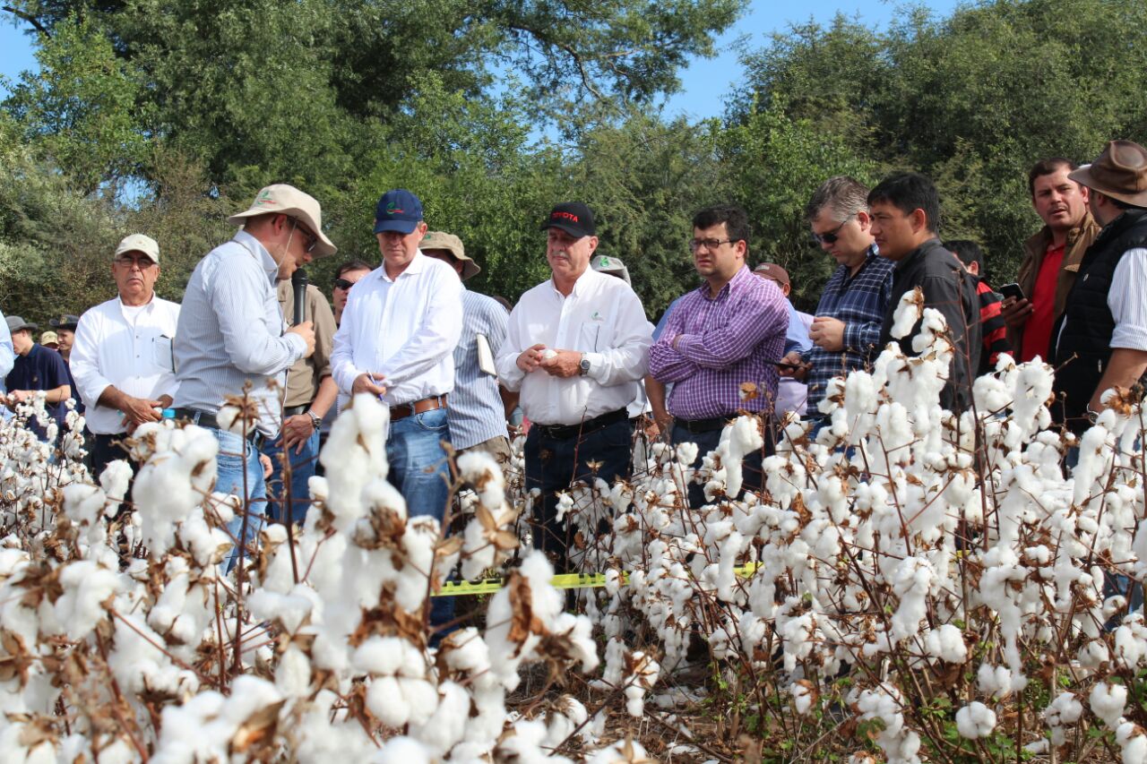 Loma Plata: Ministro Gneiting participa de Día de Campo sobre Algodón
