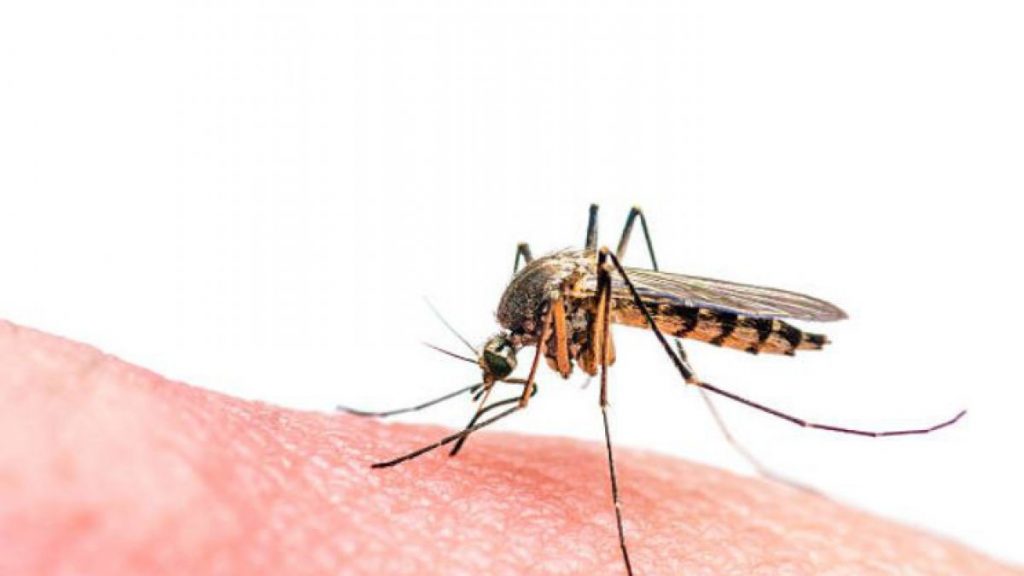 Hito Histórico: Paraguay libre de malaria