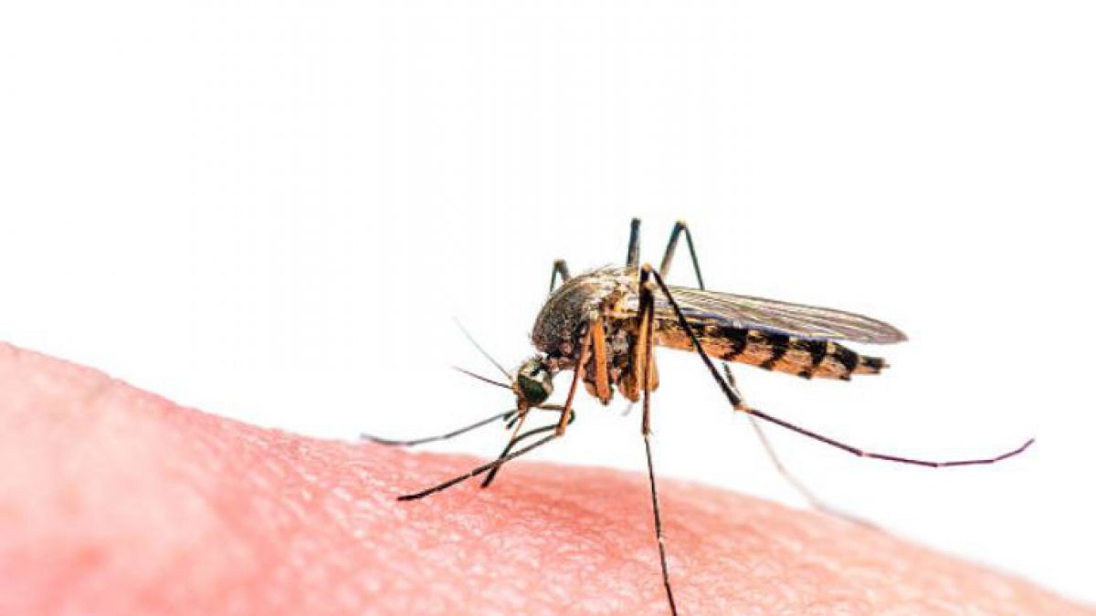 Hito Histórico: Paraguay libre de malaria