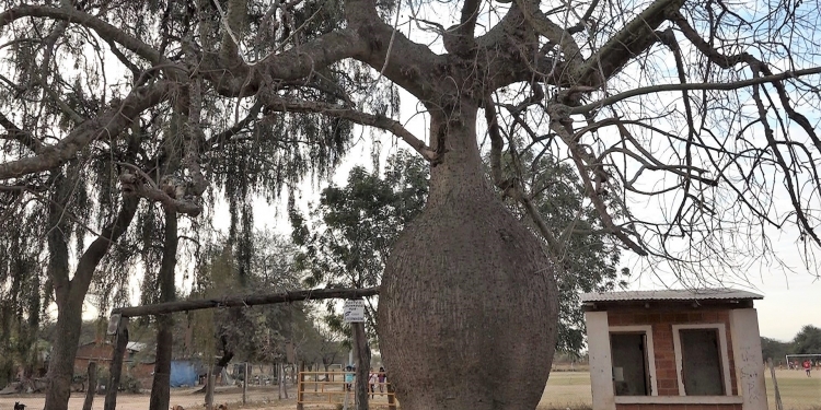 Tres samu’u del Chaco participaron en “El Árbol de la gente 2018”