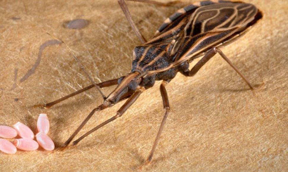 Expertos de la OPS evaluarán esta semana la situación del Chagas en Paraguay