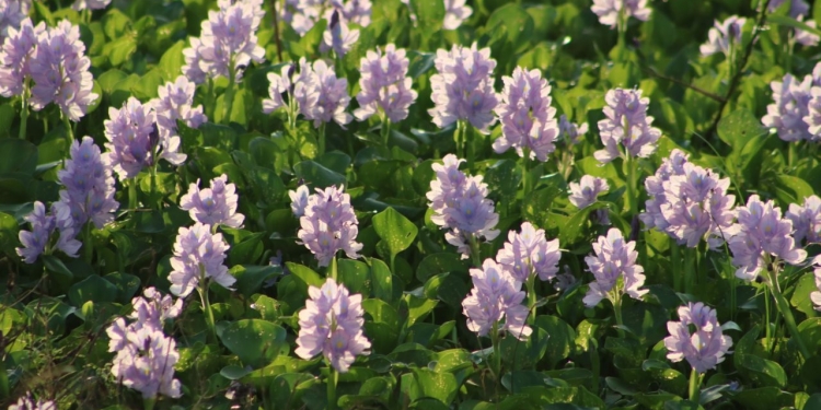 Probabilidad de lluvias en aumento desde hoy