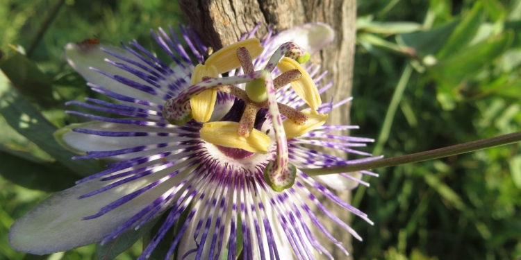 Lunes cálido con ingreso de frente frío hacia el final de la jornada