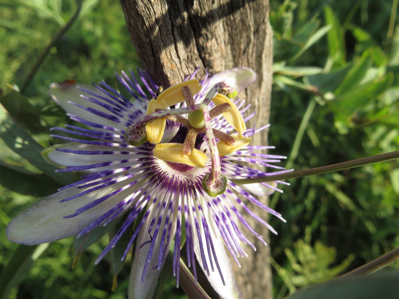 Lunes cálido con ingreso de frente frío hacia el final de la jornada