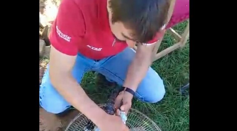 Vaquería: Ministerio del Ambiente sancionó al responsable de caza ilegal de tejú guasu hû