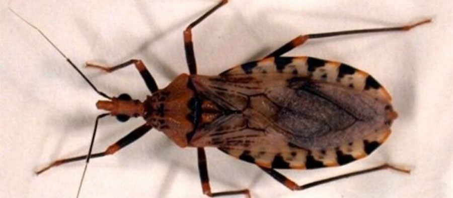 Chagas: Misión extranjera inició evaluación al Paraguay Chagas: Misión extranjera inició evaluación al Paraguay