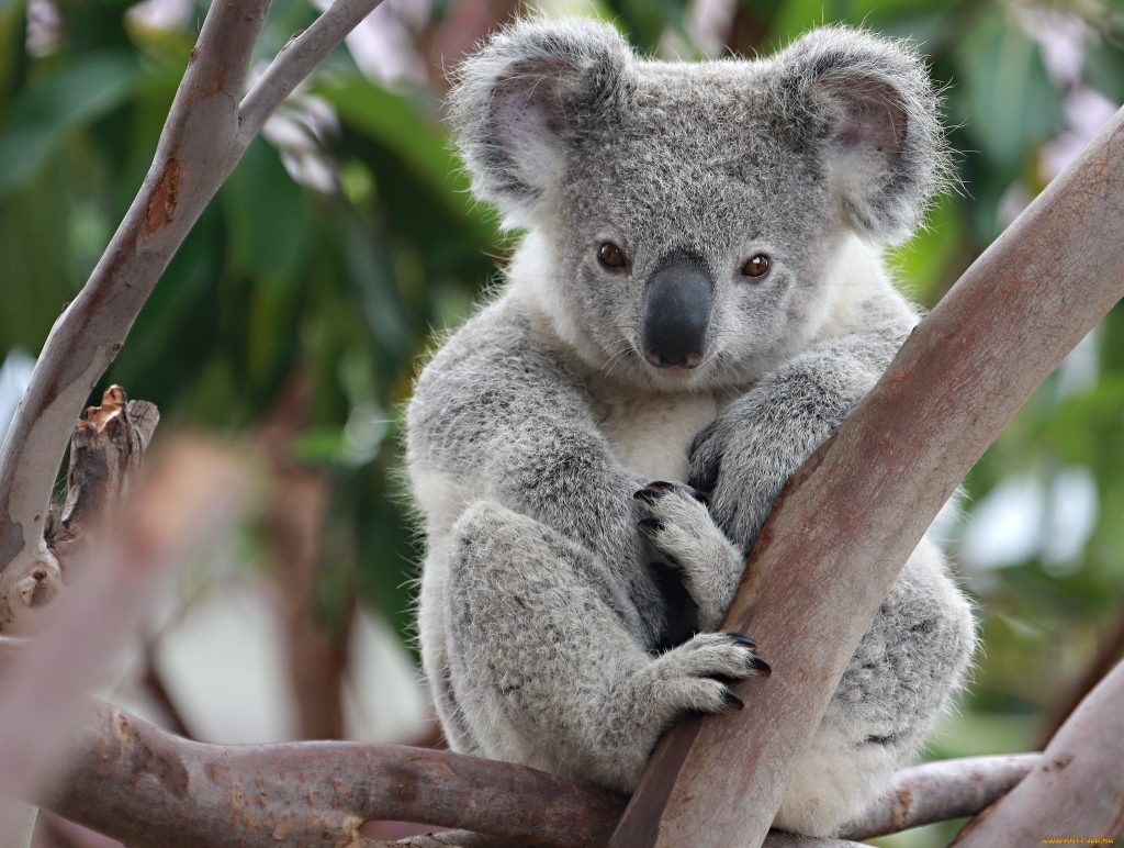 Logran secuenciar el genoma del koala, un paso enorme para preservarlo