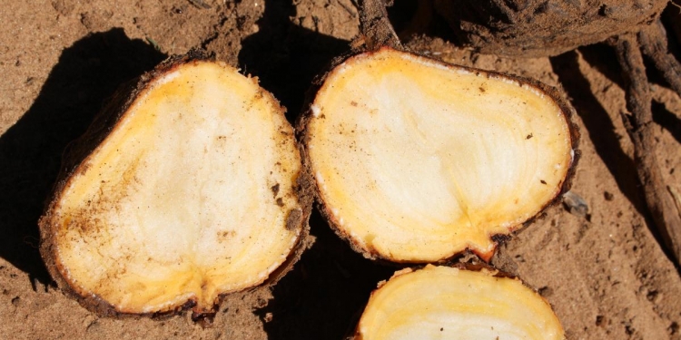 Descubren sub especie de mandioca en el Chaco