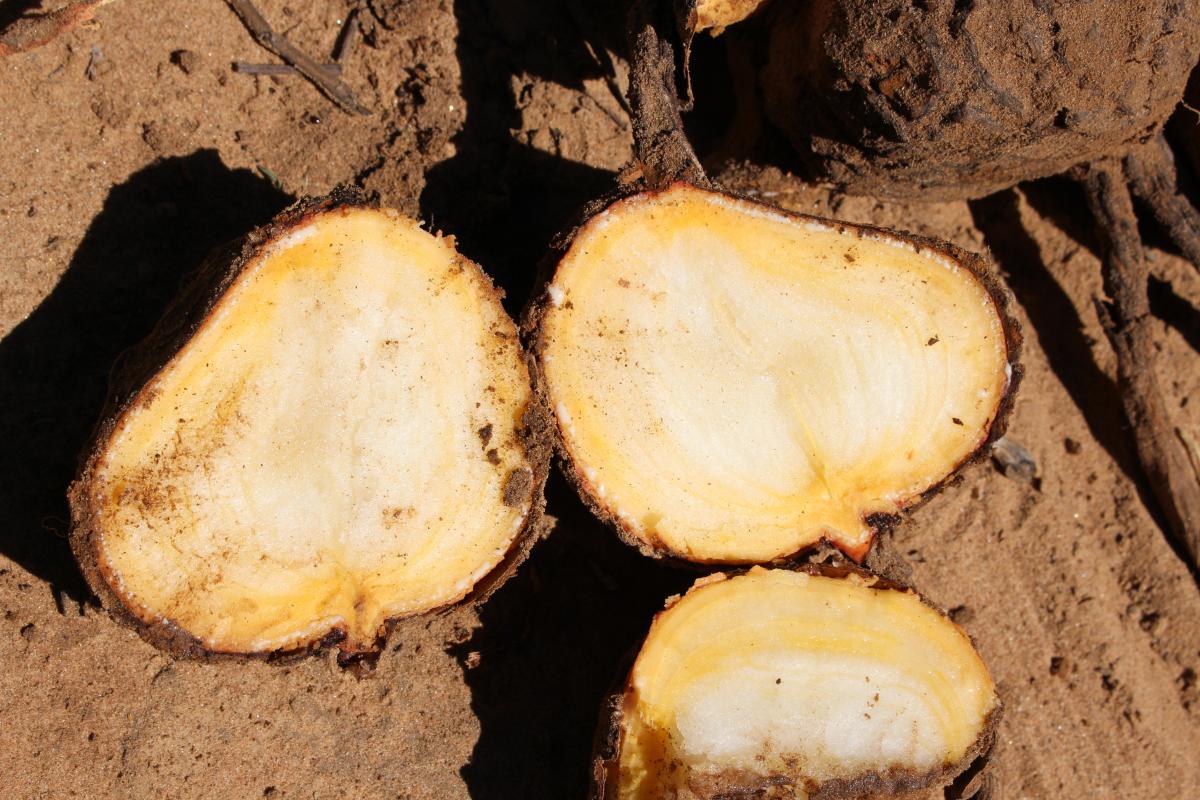 Descubren sub especie de mandioca en el Chaco