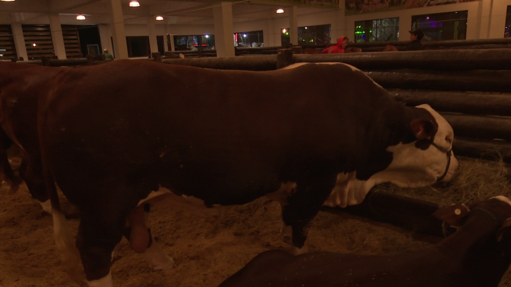 Inauguración oficial del galpón Braford en la Expo Mariano R. Alonso