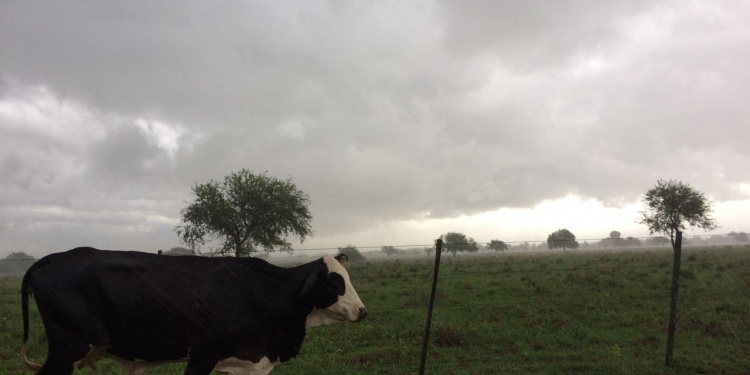 Un suelo salino y mezcla de razas: pilares principales de la carne chaqueña