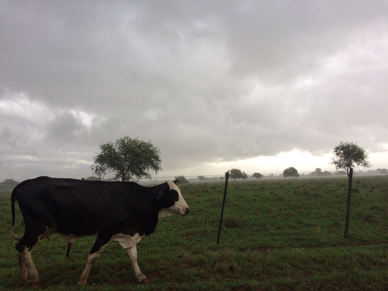 Un suelo salino y mezcla de razas: pilares principales de la carne chaqueña