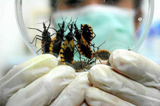 «Paraguay libre de mal de Chagas»