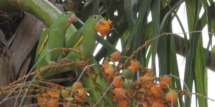 Si tienes animales exóticos o muchas mascotas, esta info es para vos Si tienes animales exóticos o muchas mascotas, esta info es para vos