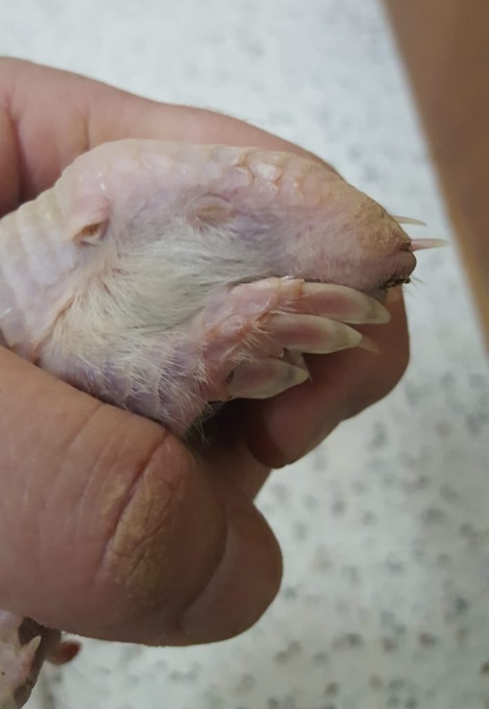 Hallan rara especie de «Pichi ciego chaqueño»