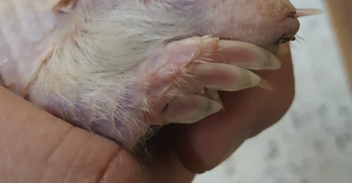 Hallan rara especie de «Pichi ciego chaqueño»