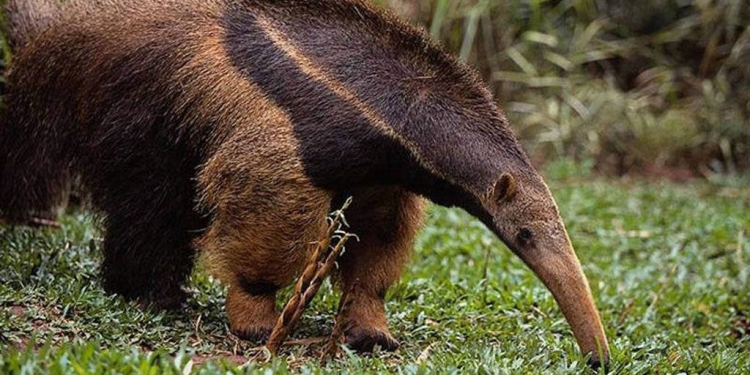 Caso oso hormiguero: Implicados en maltrato se exponen a millonaria multa Caso oso hormiguero: Implicados en maltrato se exponen a millonaria multa