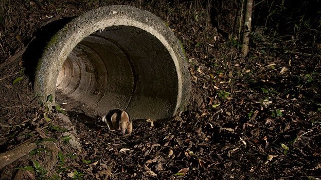 Se prevé construir «pasafaunas» para combartir mortandad de animales en zona del Chaco Se prevé construir «pasafaunas» para combartir mortandad de animales en zona del Chaco