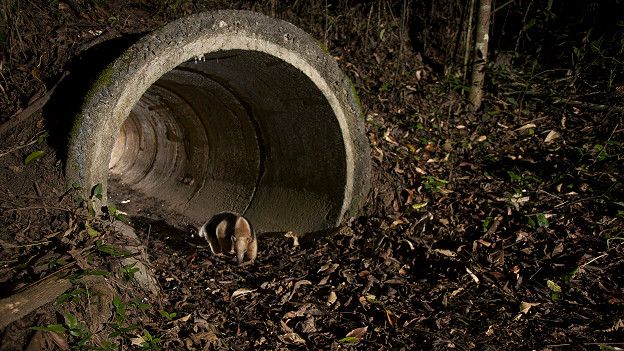 Se prevé construir «pasafaunas» para combartir mortandad de animales en zona del Chaco
