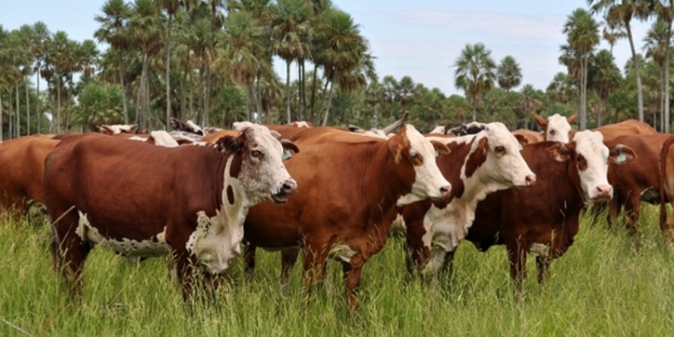 Para SENACSA el Chaco es un polo de desarrollo a priorizar