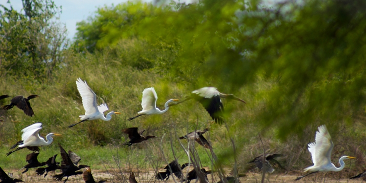 CONACYT apoya el desarrollo sostenible en el Chaco