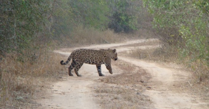 Cámaras tipo trampa registra a más de 2 millones de animales chaqueños Cámaras tipo trampa registra a más de 2 millones de animales chaqueños