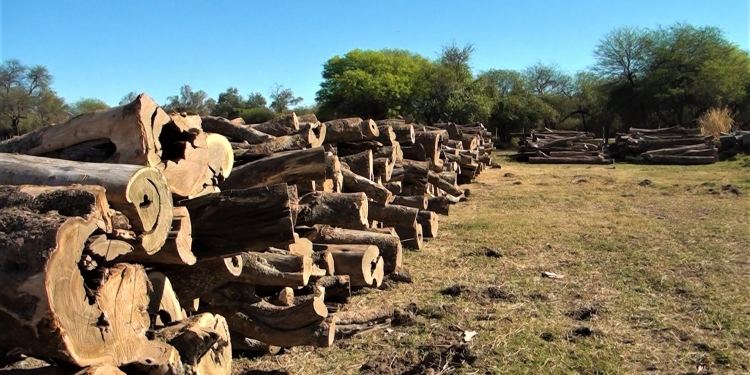 Palo Santo: la comercialización del oro verde del Chaco