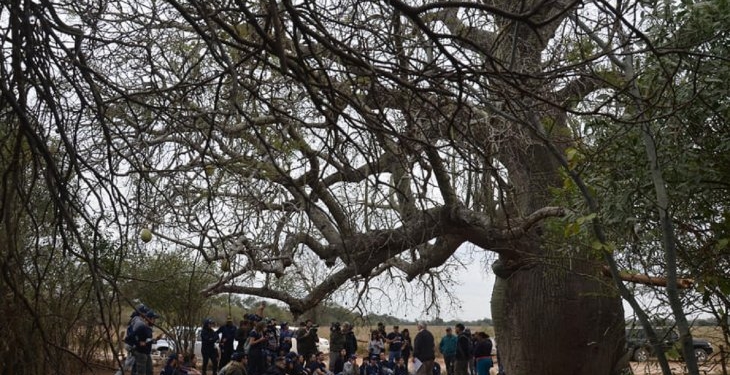 Árbol chaqueño nuevo gran Coloso de la Tierra