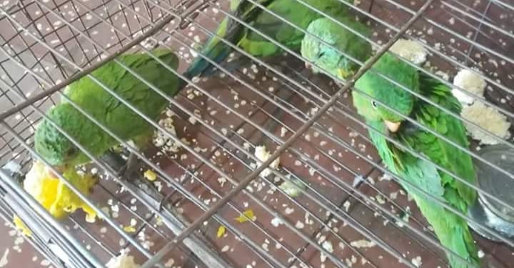 Mades interviene y rescata animales silvestres en mercado de San Lorenzo