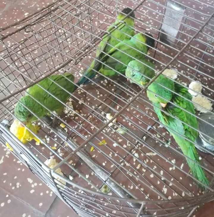 Mades interviene y rescata animales silvestres en mercado de San Lorenzo