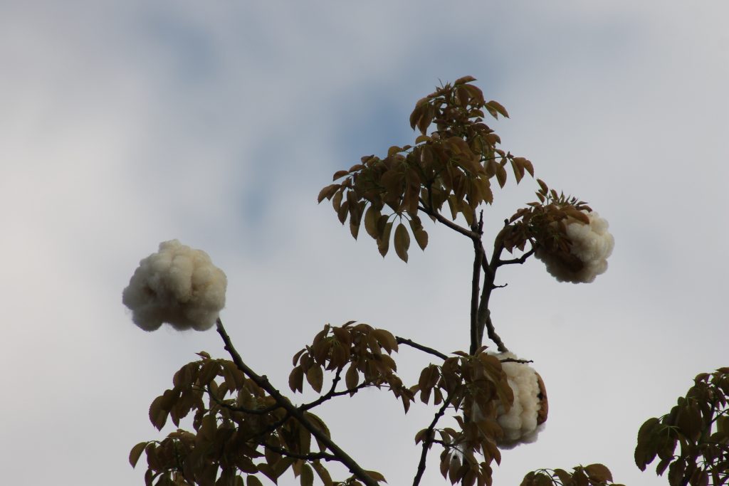Jornada con lluvias y tormentas eléctricas