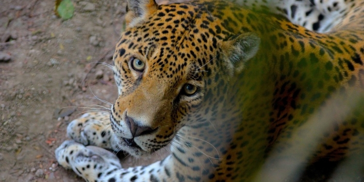 Alarmante estudio revela que el jaguarete del Gran Chaco Sudaméricano esta disminuyendo