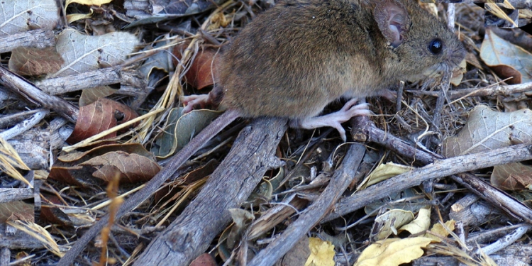 Bolivia confirma brote de hantavirus en región cocalera Bolivia confirma brote de hantavirus en región cocalera