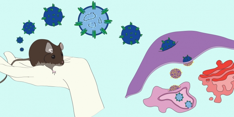 Registran nueve casos confirmados de Hantavirus en Boquerón