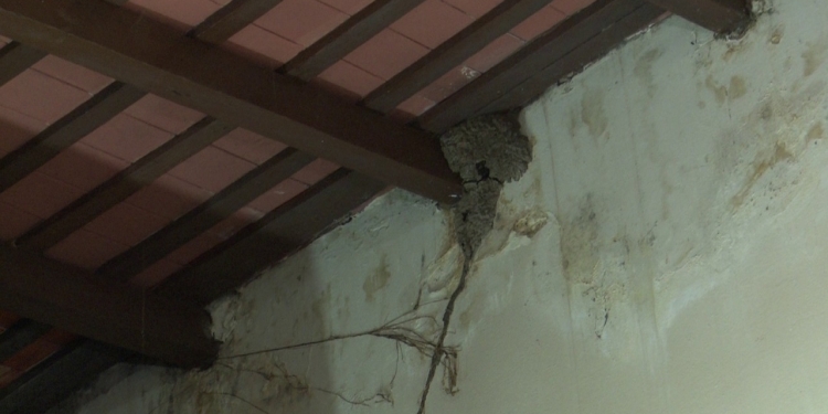 Gobernación de Presidente Hayes «casi en emergencia» por termitas Gobernación de Presidente Hayes «casi en emergencia» por termitas