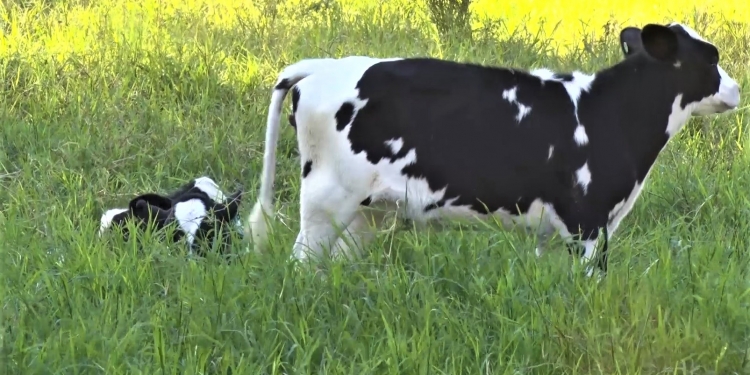 Buscan brindar protagonismo a los jóvenes en la producción láctea nacional