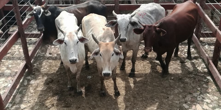 Sector productivo buscará soluciones que apunten a la sustentabilidad de la carne en el Chaco