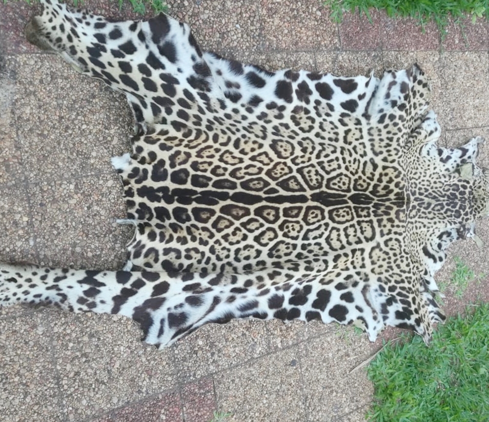 MADES decomisa piel de Jaguareté en domicilio particular asunceno